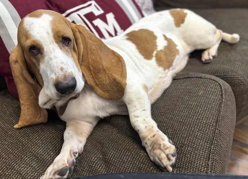 A young medium-sized female Basset Hound dog named Jazzy for adoption in Mays Landing, NJ