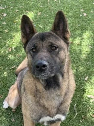 A young medium-sized female Akita dog named Velma for adoption in Daytona Beach, FL