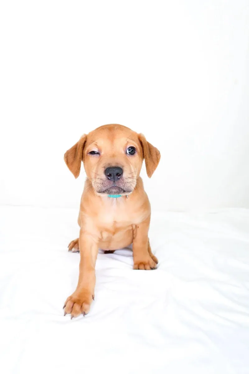A baby medium-sized female Golden Wirehaired Terrier dog named Shania Twain for adoption in Bixby, OK