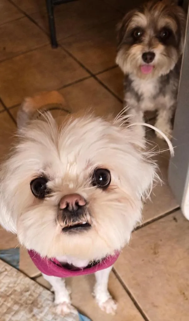 An adult small-sized female Maltese dog named Courtney for adoption in San Antonio, TX