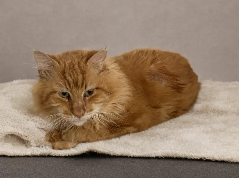 Garfield thumbnail 2