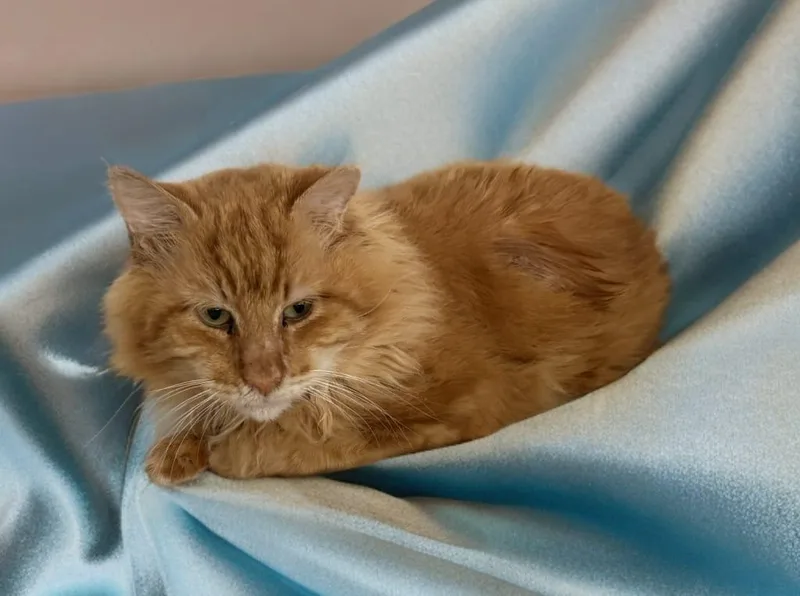 Garfield thumbnail 5