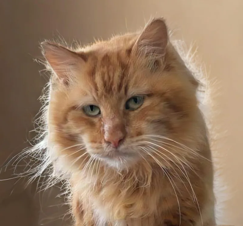 An adult large-sized male Orange & White Domestic Long Hair cat named Garfield for adoption in miami, FL
