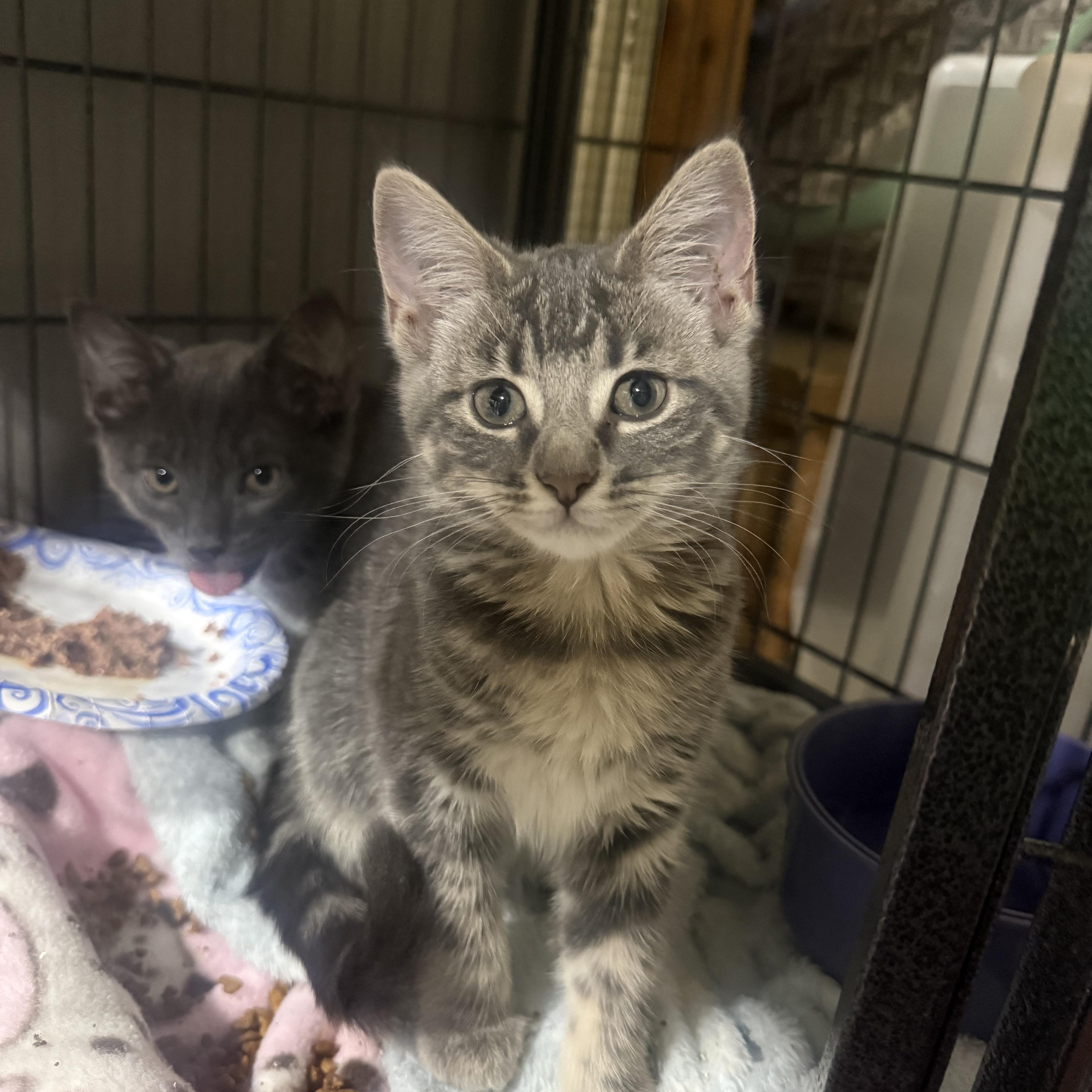 A baby small-sized female American Shorthair cat named Chancy for adoption in North Chesterfield, VA