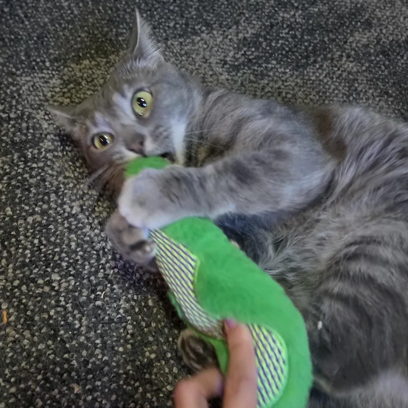 Biscuit thumbnail 5