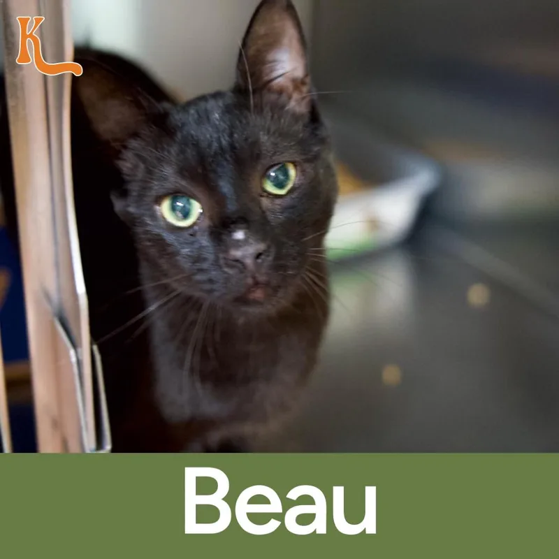 Beau