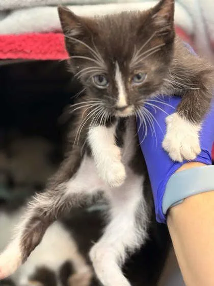 A baby small-sized male Domestic Short Hair cat named Sencha for adoption in Memphis, TN