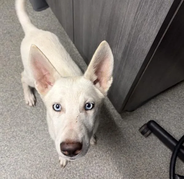 A baby large-sized female Siberian Husky dog named Elsa for adoption in Escondido, CA
