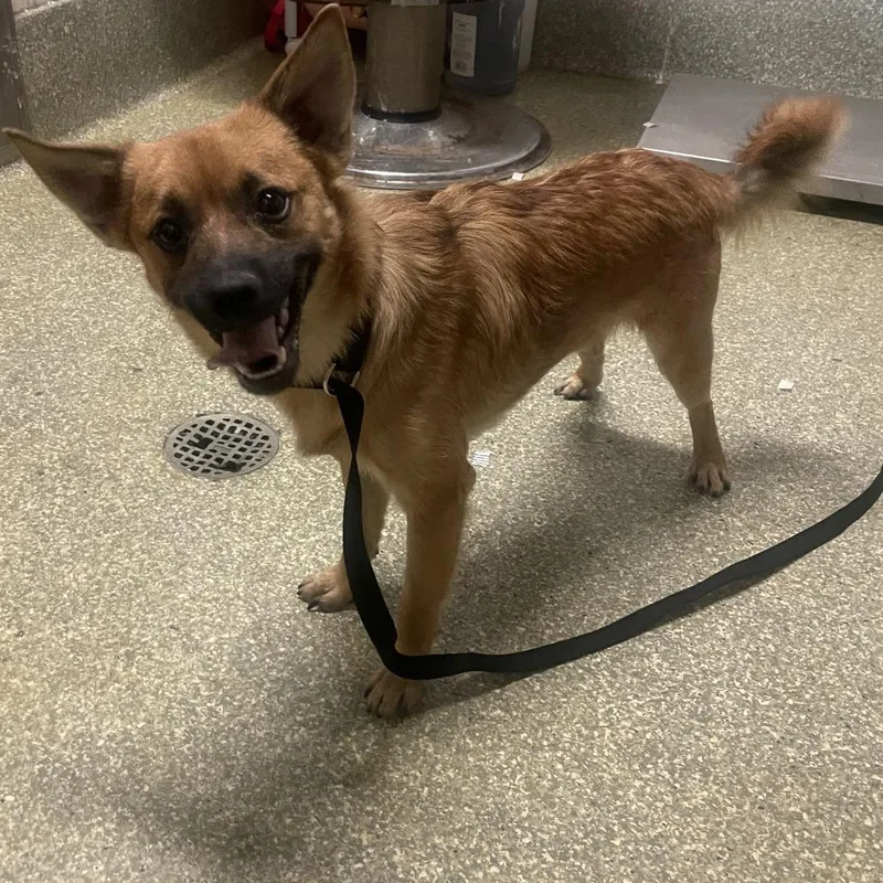 A young small-sized male Red / Chestnut / Orange Pug dog named Wooper Chino Hills for adoption in Chino Hills, CA