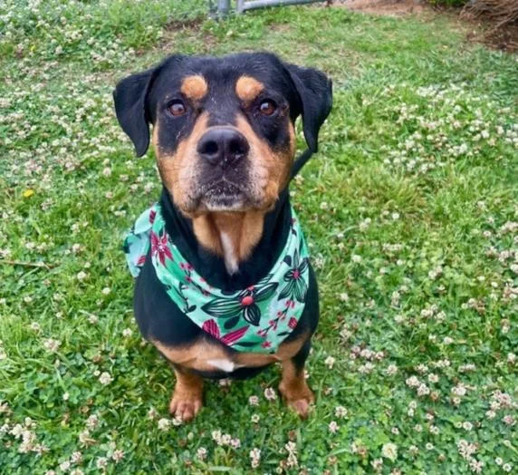 An adult large-sized male Rottweiler dog named Gomer for adoption in Tulsa, OK
