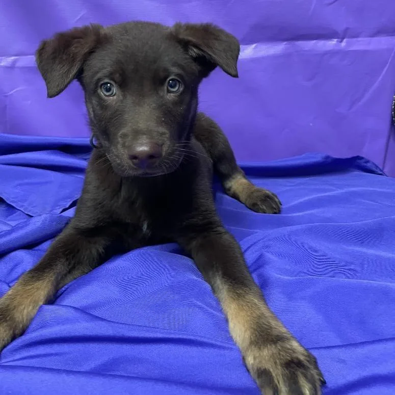 A baby small-sized male Brown / Chocolate Mixed Breed dog named Kodiak for adoption in North Myrtle Beach, SC