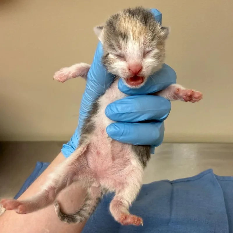 A baby small-sized female Calico Domestic Short Hair cat named Coral for adoption in Birmingham, AL