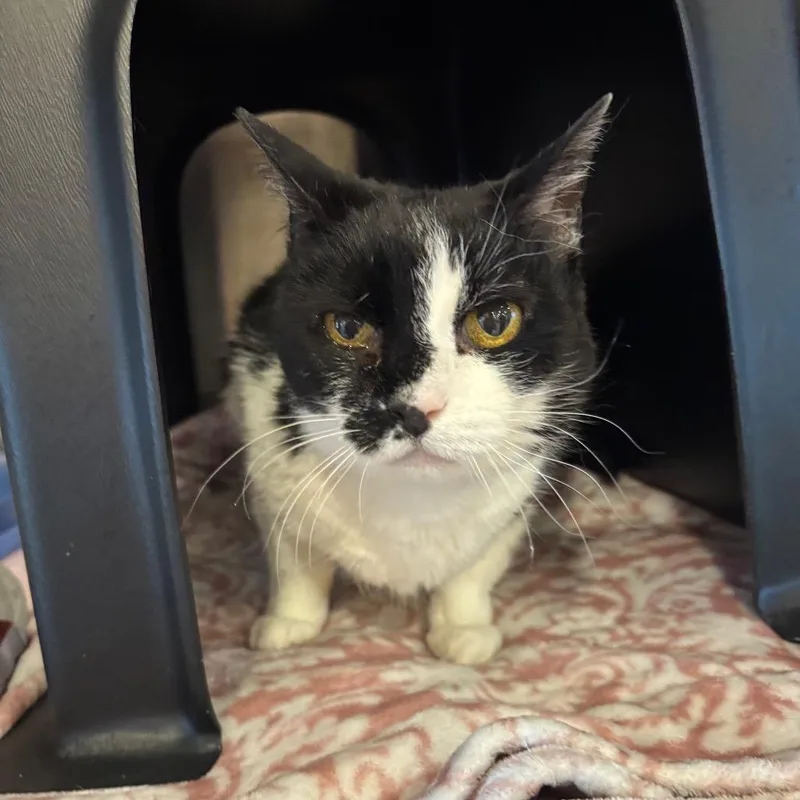 A senior medium-sized female Black Domestic Short Hair cat named Debbie for adoption in Spokane, WA
