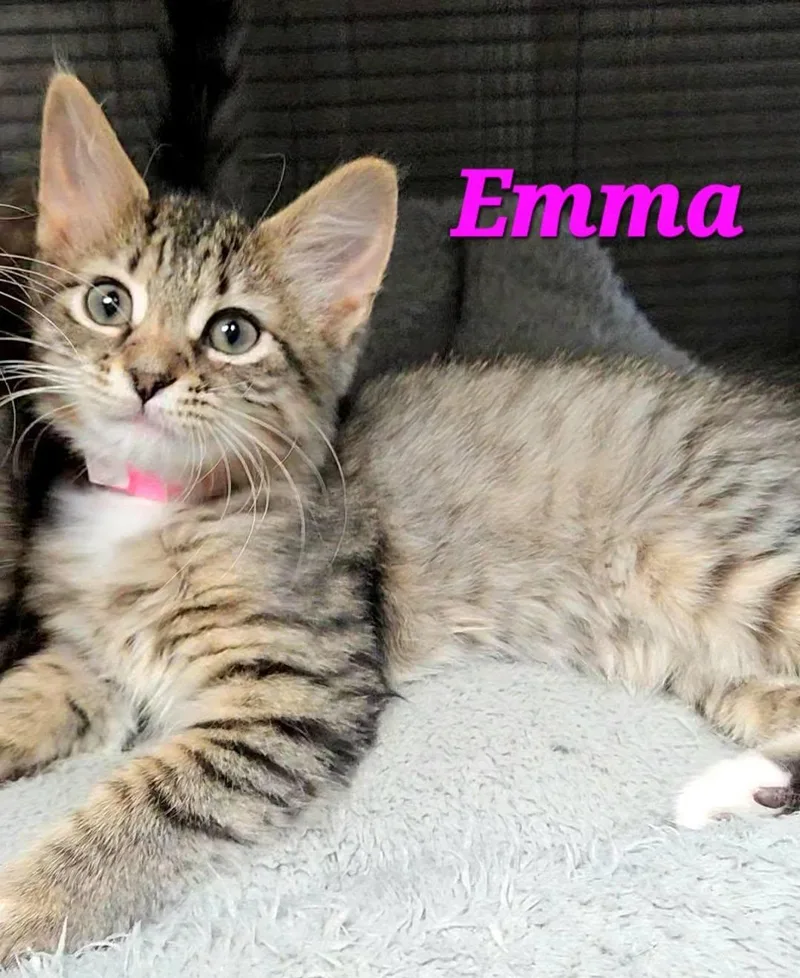 A baby medium-sized female Tabby (Brown / Chocolate) Domestic Medium Hair cat named Emma for adoption in Macon, GA