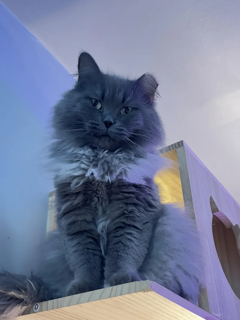 Muffin & Buffy thumbnail 2