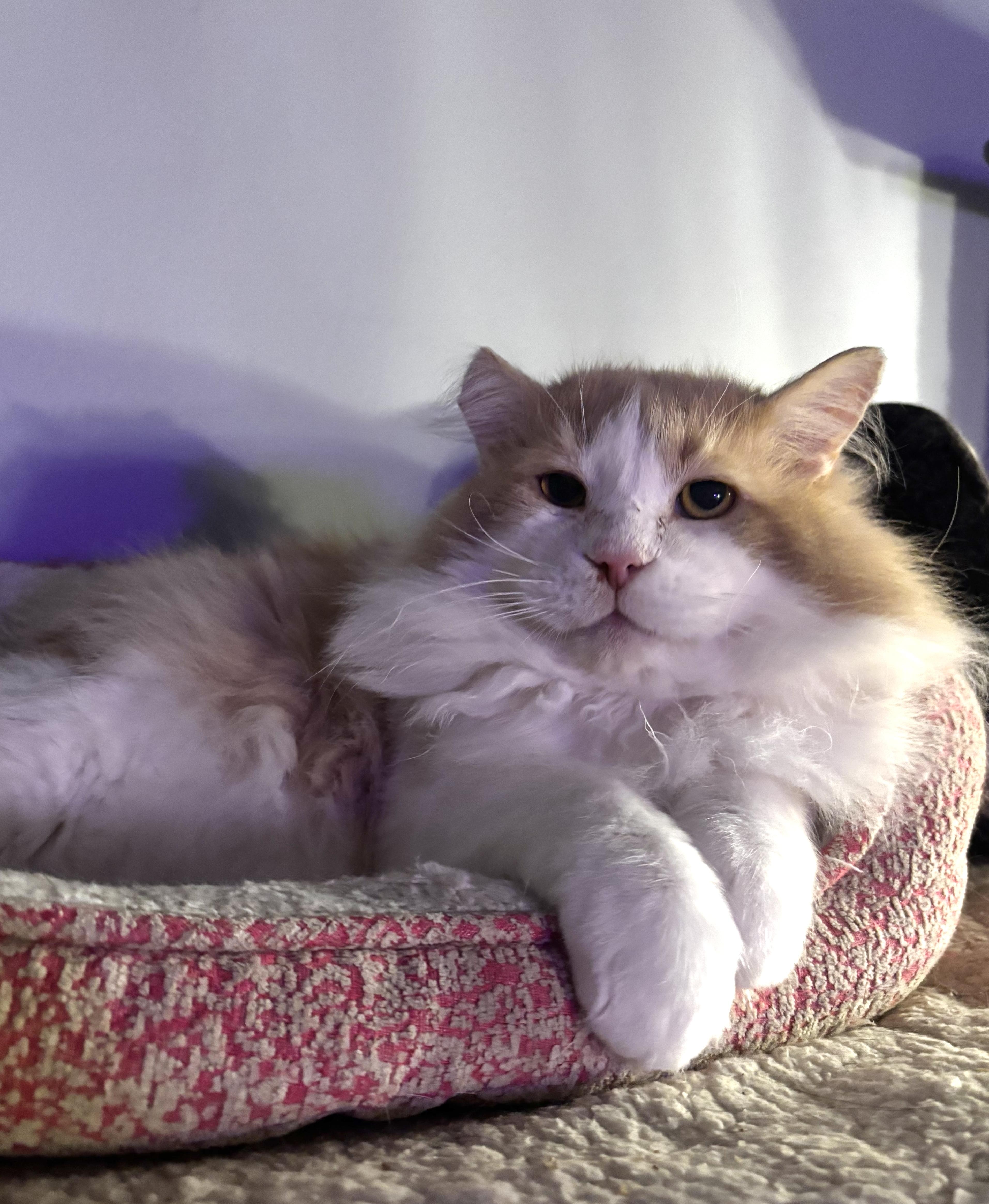 Muffin & Buffy thumbnail 4