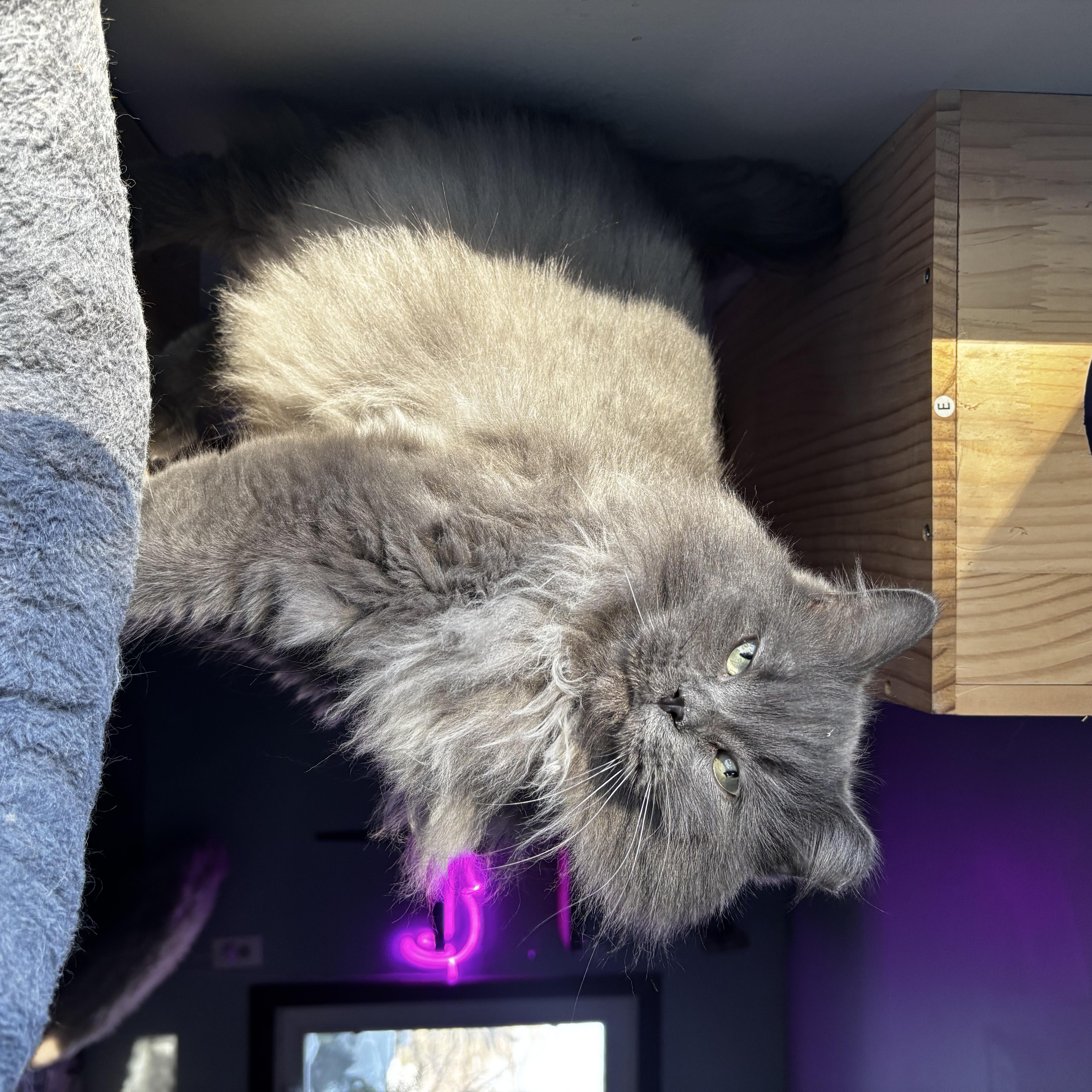 Muffin & Buffy thumbnail 5