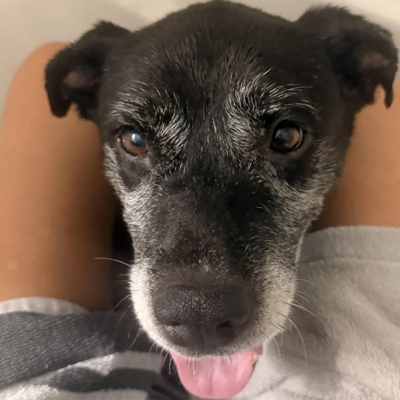 A senior medium-sized female Black Terrier dog named Sammie for adoption in Cornelius, NC