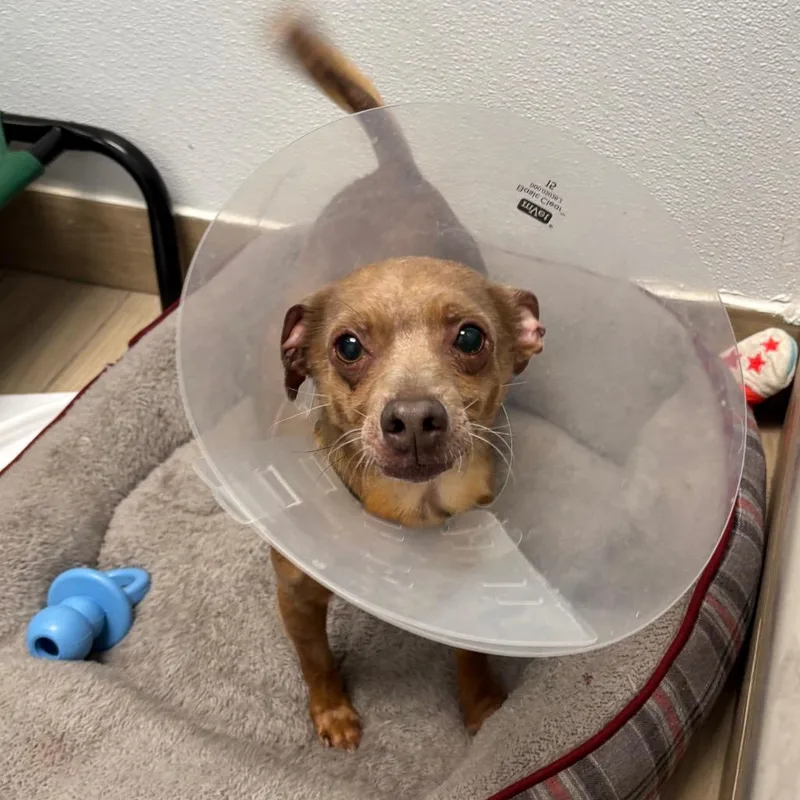 A senior small-sized male Brown / Chocolate Mixed Breed dog named Buddy for adoption in Naperville, IL