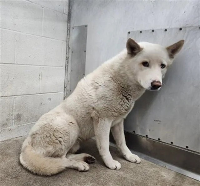 A young large-sized male Siberian Husky dog named Marley for adoption in San Bernardino, CA