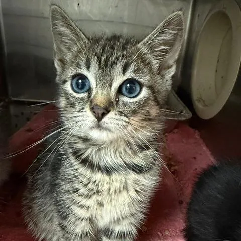 A baby small-sized female Domestic Short Hair cat named Porsche for adoption in Cumming, GA
