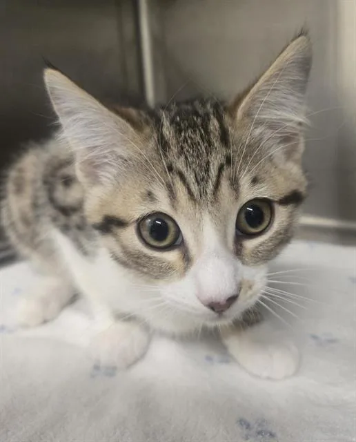 A baby small-sized female Domestic Short Hair cat named Millie for adoption in Auburn, CA