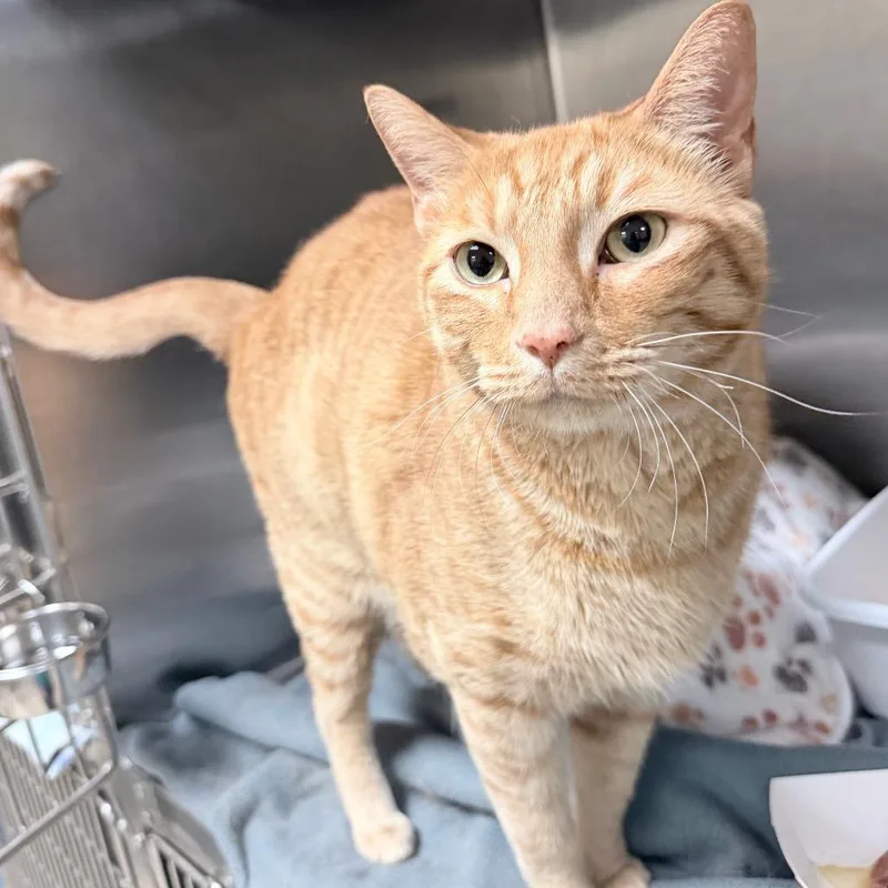 An adult extra large-sized male Orange / Red Domestic Short Hair cat named Baker for adoption in Titusville, FL