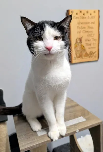 Super Cat thumbnail 2