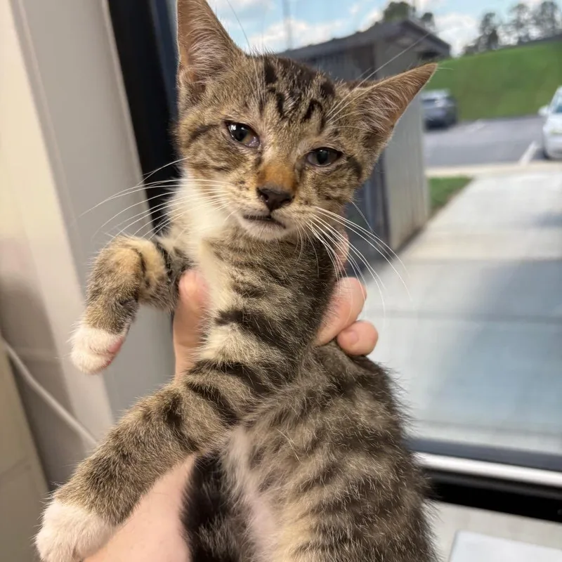A baby small-sized male Brown / Chocolate Domestic Short Hair cat named Caden for adoption in Columbiana, AL