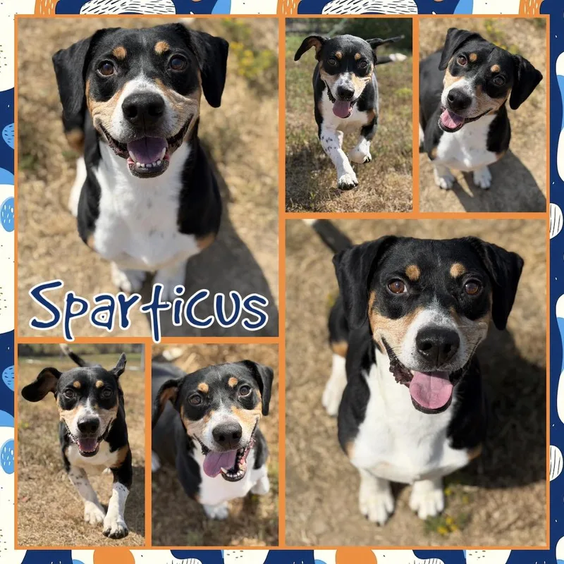 Sparticus