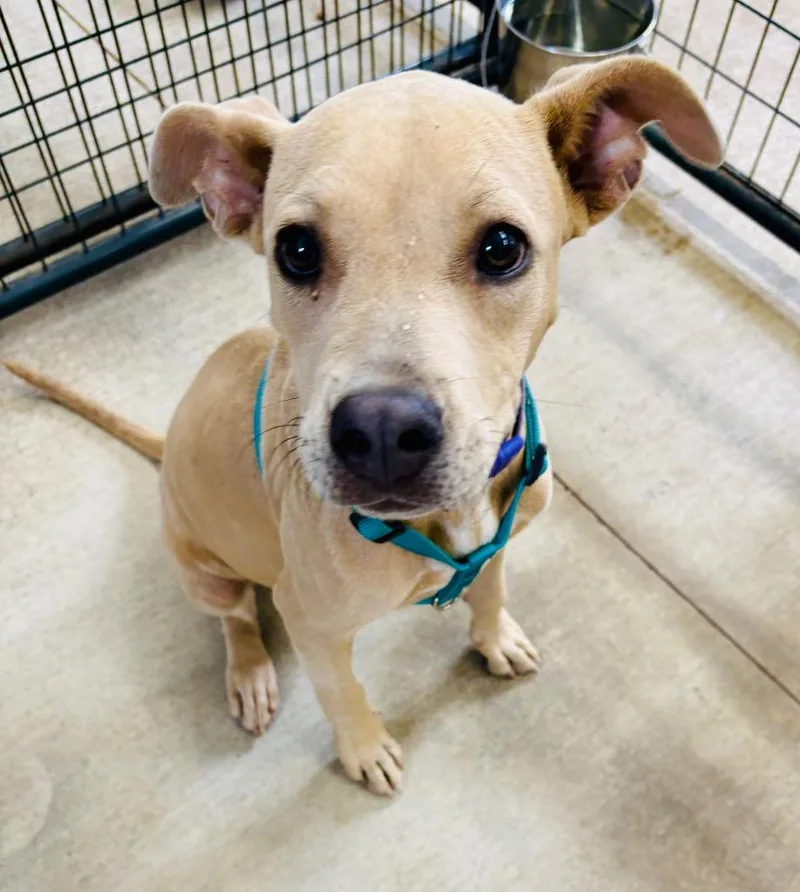 A baby medium-sized female Mixed Breed dog named Sandy for adoption in St. Augustine, FL
