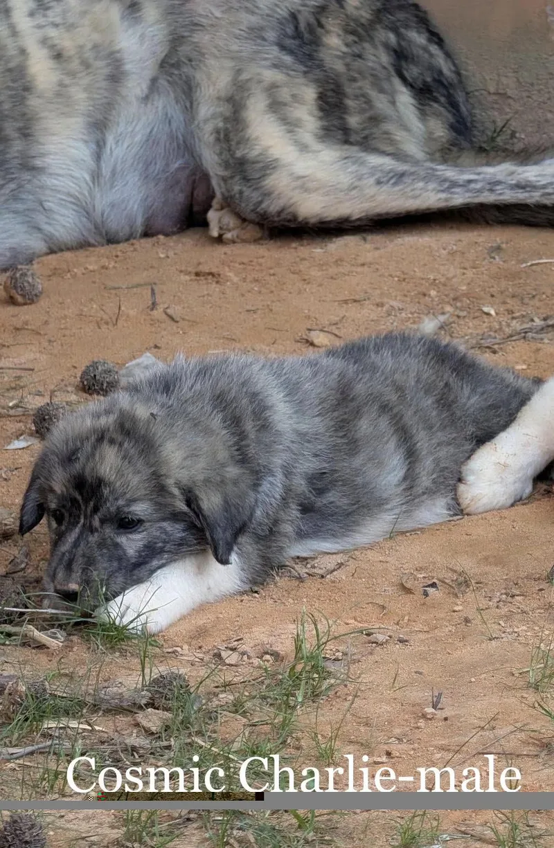 A baby large-sized male Great Pyrenees dog named Cosmic Charlie for adoption in Alpharetta, GA