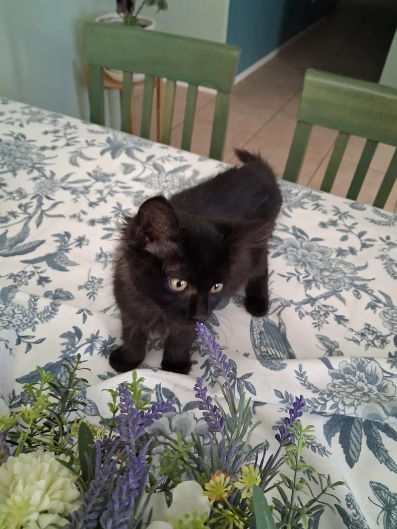 A baby small-sized male Black Domestic Long Hair cat named Fawn for adoption in La Jolla, CA