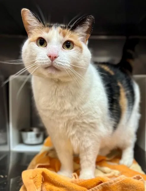An adult large-sized female Domestic Short Hair cat named Clementine for adoption in York, SC