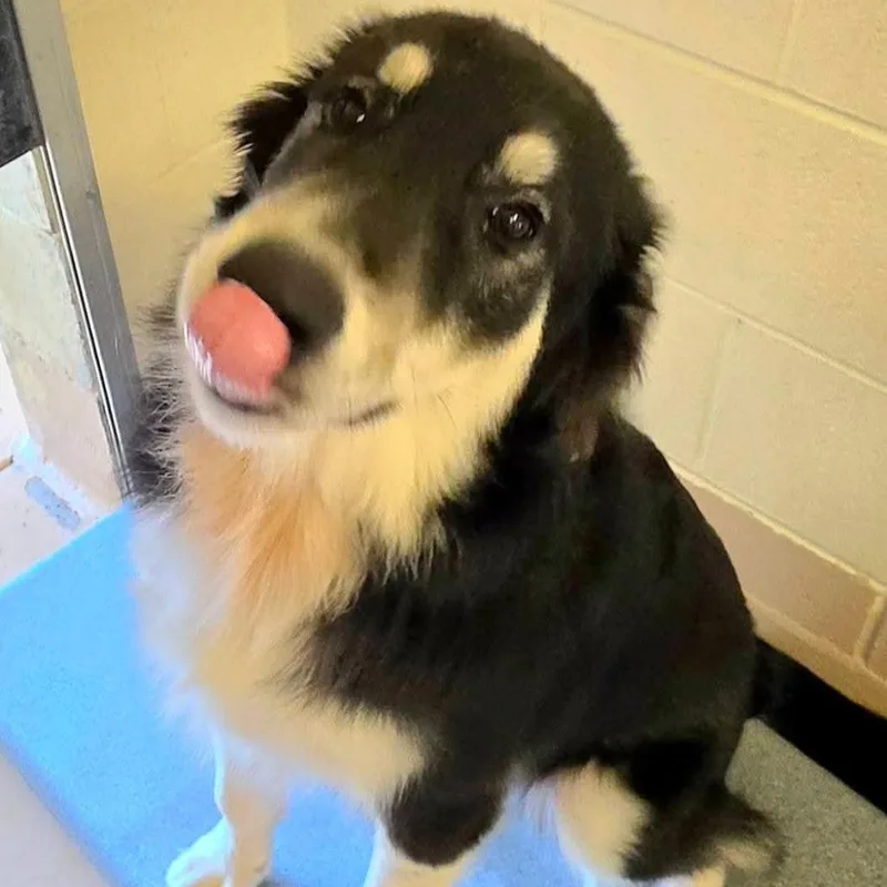 A young medium-sized male Black Mixed Breed dog named William for adoption in Lynchburg, VA