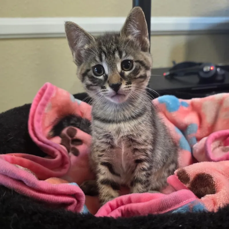 A baby small-sized female Brown / Chocolate Domestic Short Hair cat named Rocket for adoption in Long Beach, CA