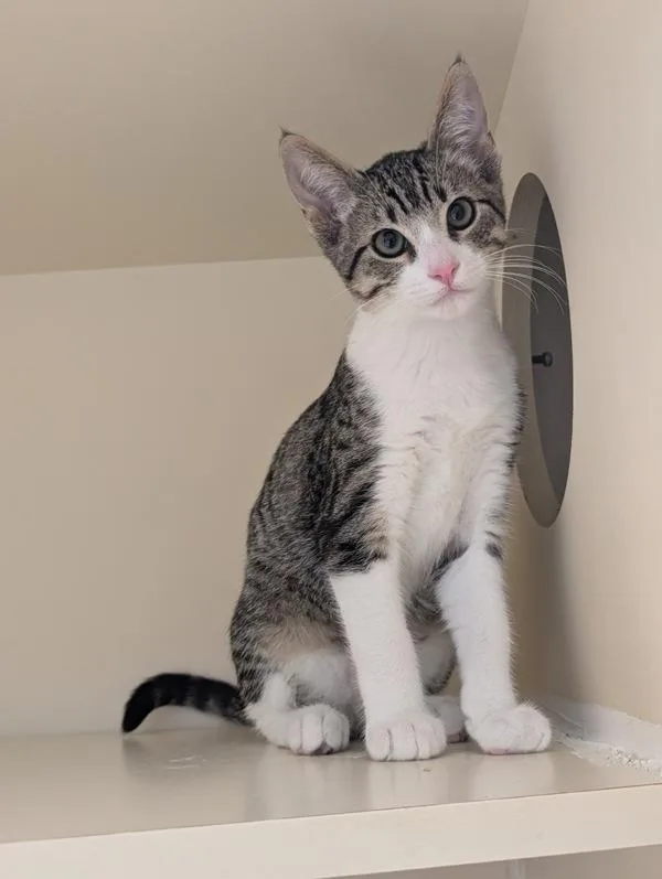 A young small-sized male Domestic Short Hair cat named Mouse for adoption in San Diego, CA