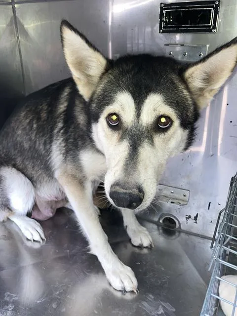 An adult large-sized female Mixed Breed dog named Mattie for adoption in Dallas, TX