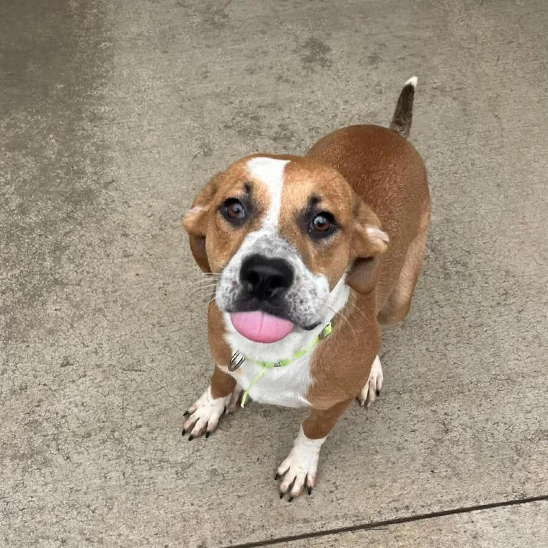 A young medium-sized male Beagle dog named Toby for adoption in Monticello, IA