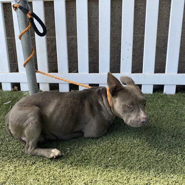 A young small-sized female Pit Bull Terrier dog named Millie for adoption in Modesto, CA