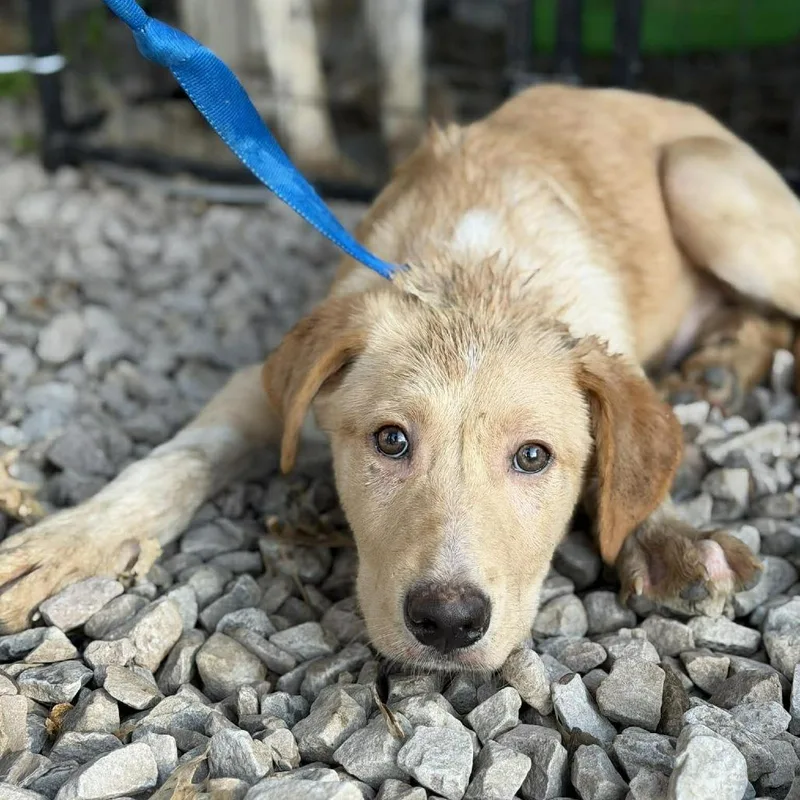 A baby small-sized male Yellow / Tan / Blond / Fawn Labrador Retriever dog named Michelangelo for adoption in Buffalo, MN