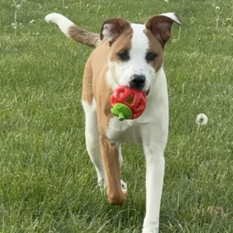 A young small-sized male Brown / Chocolate Boxer dog named Brodie for adoption in La Grange, KY