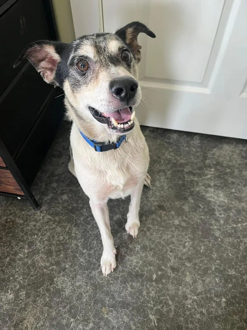 Ringo