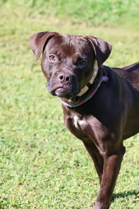 A young medium-sized male Mixed Breed dog named Lamont for adoption in Columbia, TN