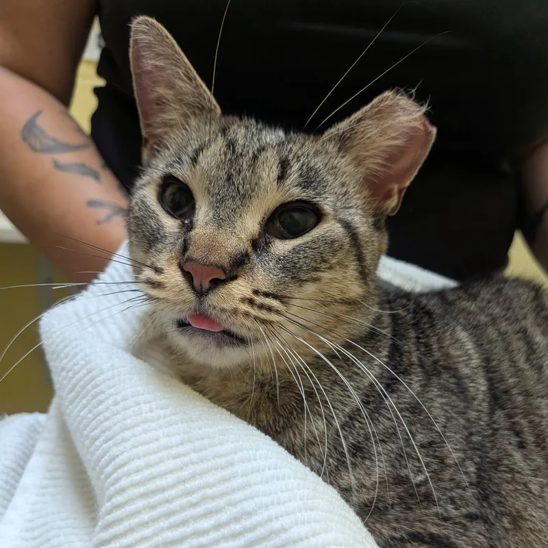 An adult medium-sized female Black Domestic Short Hair cat named Latte for adoption in Grand Rapids, MI
