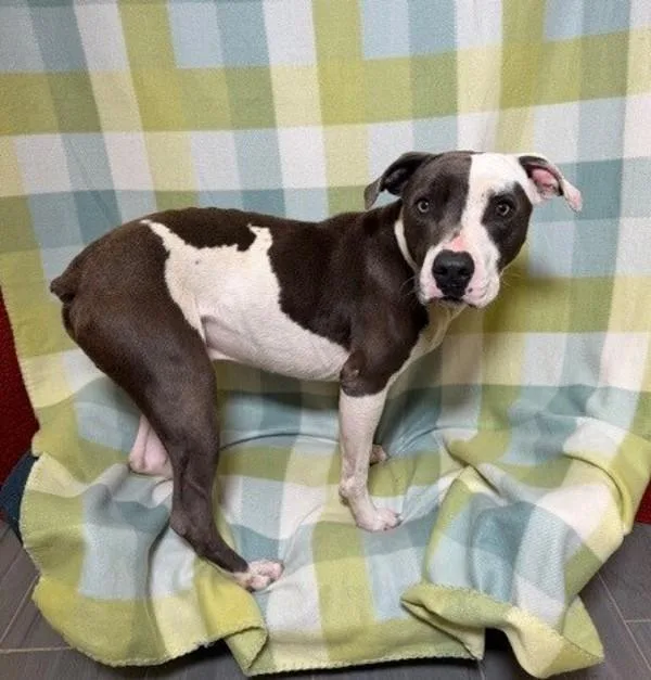 An adult medium-sized male Pit Bull Terrier dog named Beebop for adoption in Lafayette, LA