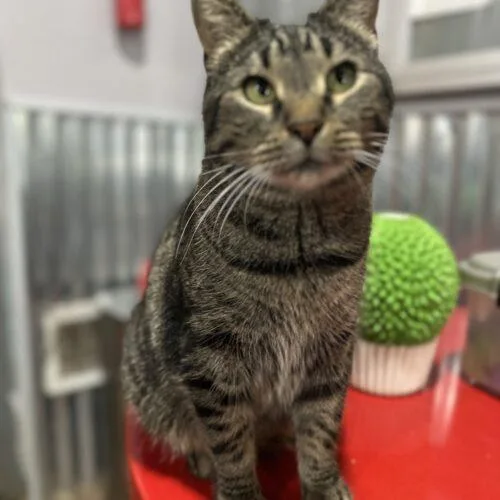 An adult medium-sized female Tabby (Brown / Chocolate) Domestic Short Hair cat named Ginger Rogers for adoption in Tipp City, OH