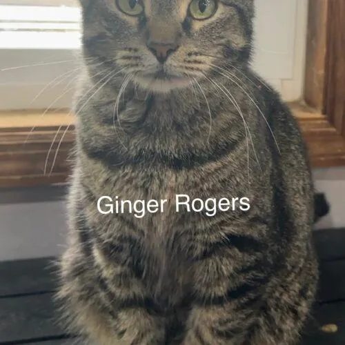 Ginger Rogers thumbnail 4