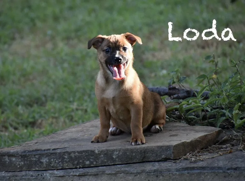 Loda