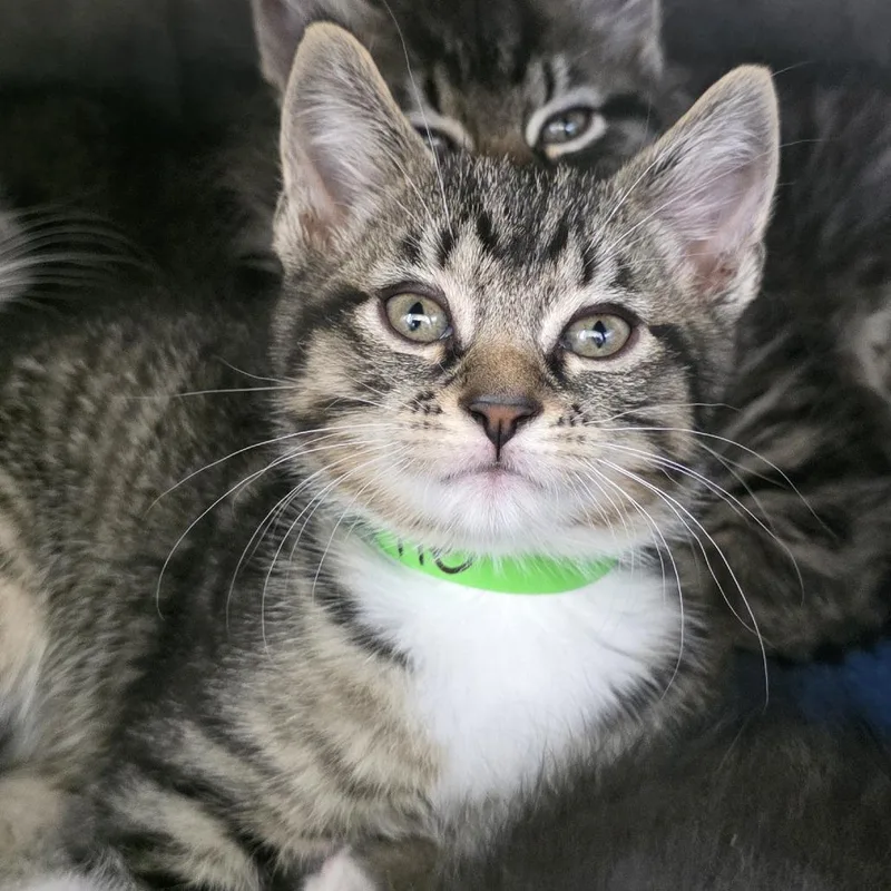 A baby small-sized male Black Domestic Short Hair cat named Cutie for adoption in Fort Wayne, IN
